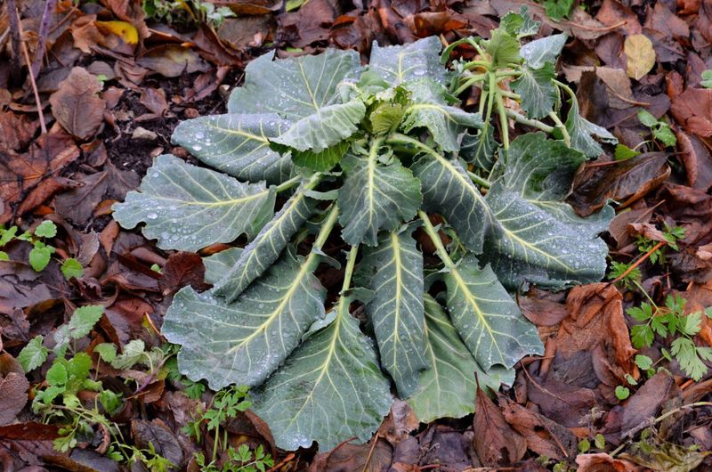 Frost Dates Show How Much Time Is Left