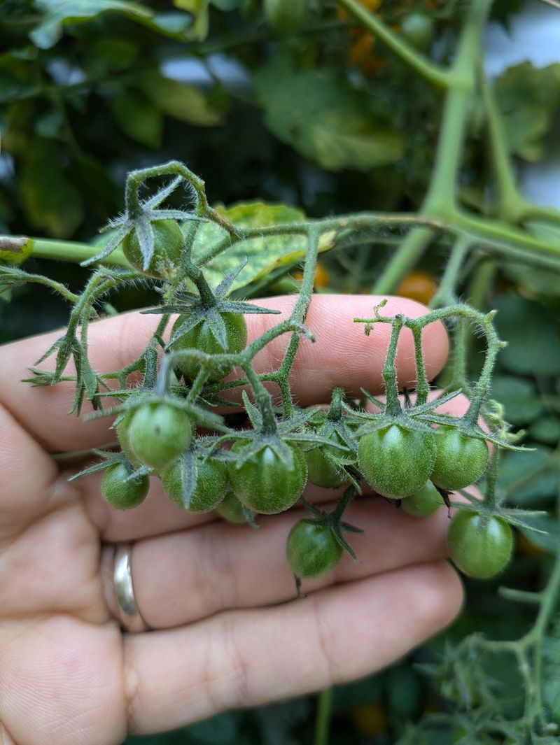 Frost Dates Versus Remaining Ripening Days