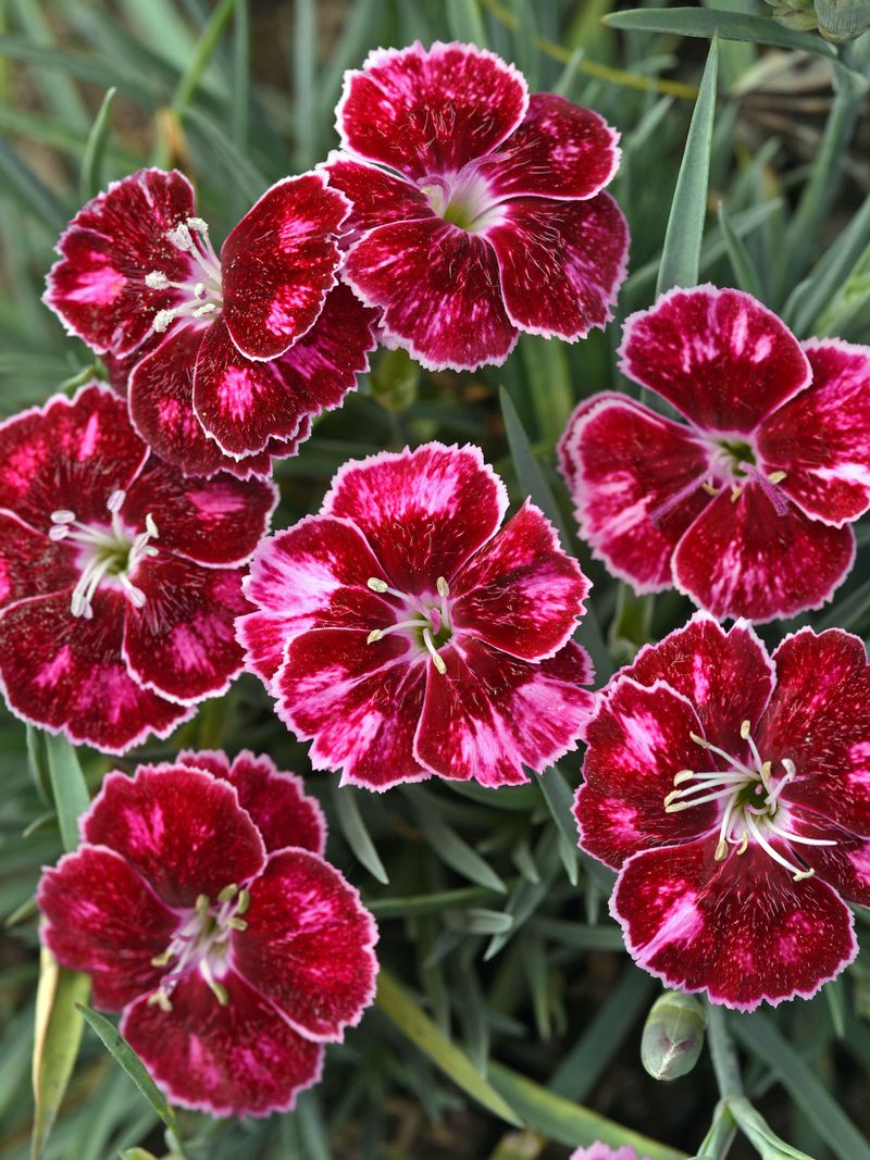 Frost Does Not Mean The Flowers Are Finished Frost Does Not Mean The Flowers Are Finished