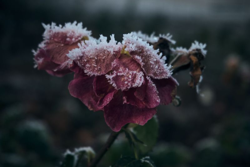 Frost Nights, Petal Blight, And Season-Long Protection