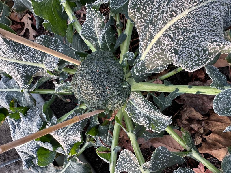 Frost Tolerant Vegetables Left In Place Frost Tolerant Vegetables Left In Place