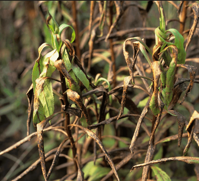 Frost and pruning limit its claim to permanence