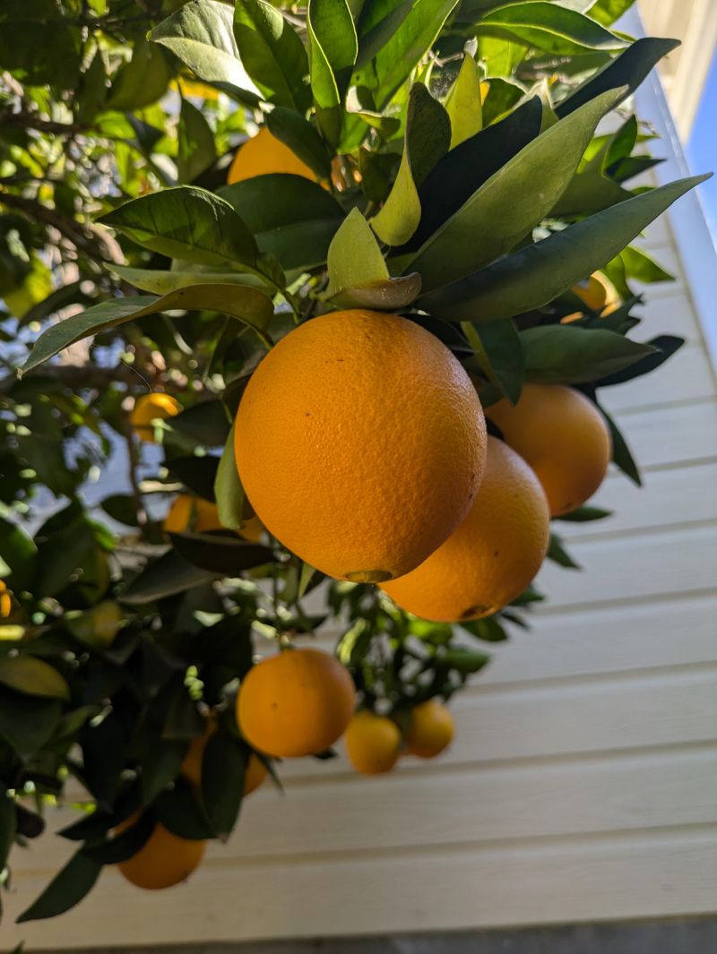 Fruit Begins Its Final Ripening Stretch Fruit Begins Its Final Ripening Stretch