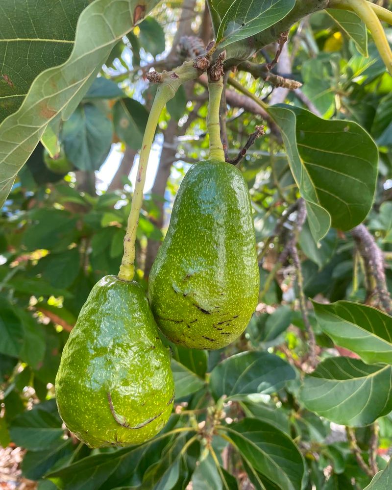 Fruit Loads That Compete With Recovery For Energy Fruit Loads That Compete With Recovery For Energy
