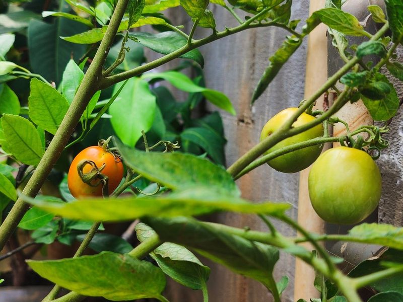 Fruit May Not Have Reached Breaker Stage