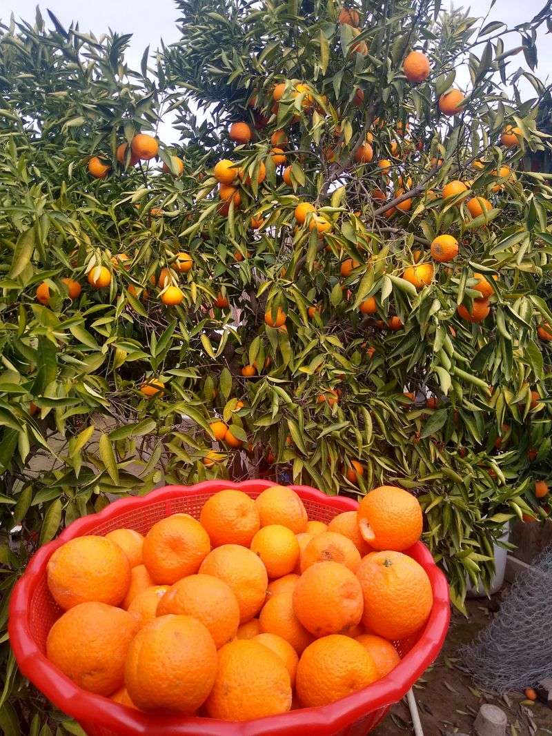 Fruit Quality After The Black Coating Fades Fruit Quality After The Black Coating Fades