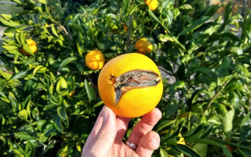 Fruit Quality Reflects Summer Stress Later