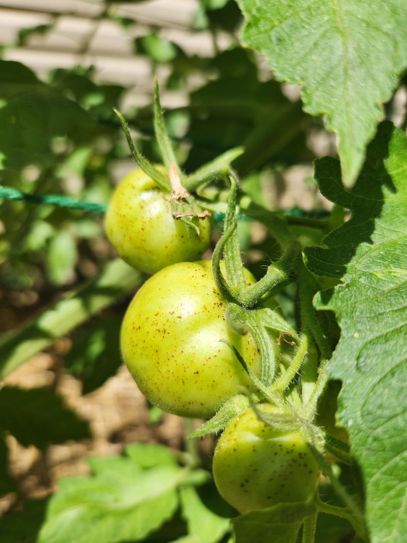 Fruit Quality, Yield, And Harvest Expectations After Infection Fruit Quality, Yield, And Harvest Expectations After Infection