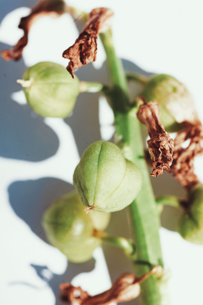 Fruit Set Falls Off When Pollen Gets Stressed Fruit Set Falls Off When Pollen Gets Stressed