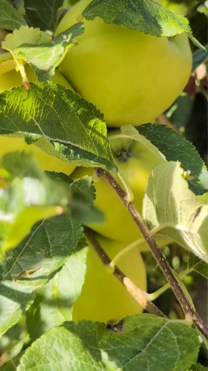 Fruit Trees And Compost Draw Them In Fruit Trees And Compost Draw Them In
