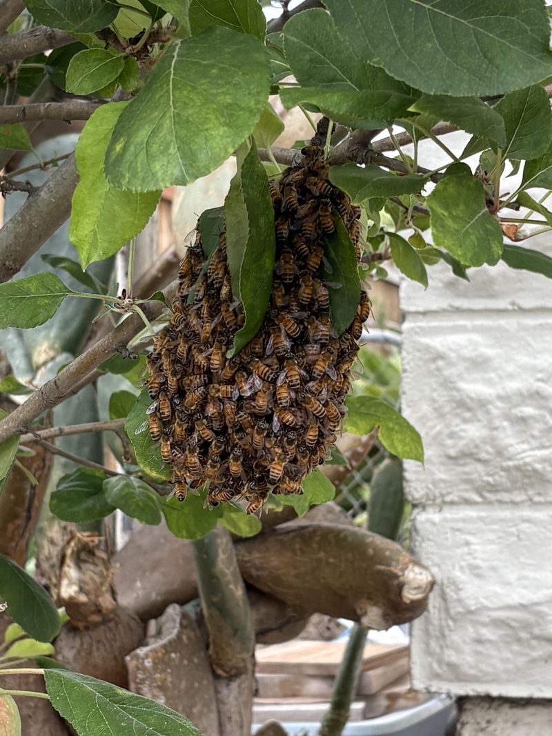Fruit Trees Bring Bees Closer To Patios And Walkways Fruit Trees Bring Bees Closer To Patios And Walkways