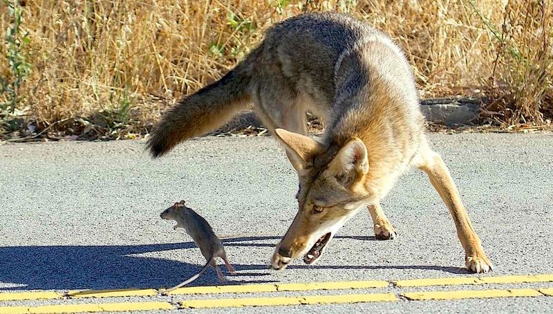 Fruit Trees Can Attract Their Prey