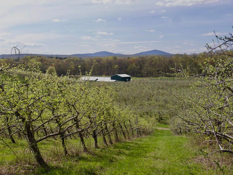 Fruit Trees With Fertilizer Needs Confirmed Through Soil Or Leaf Testing