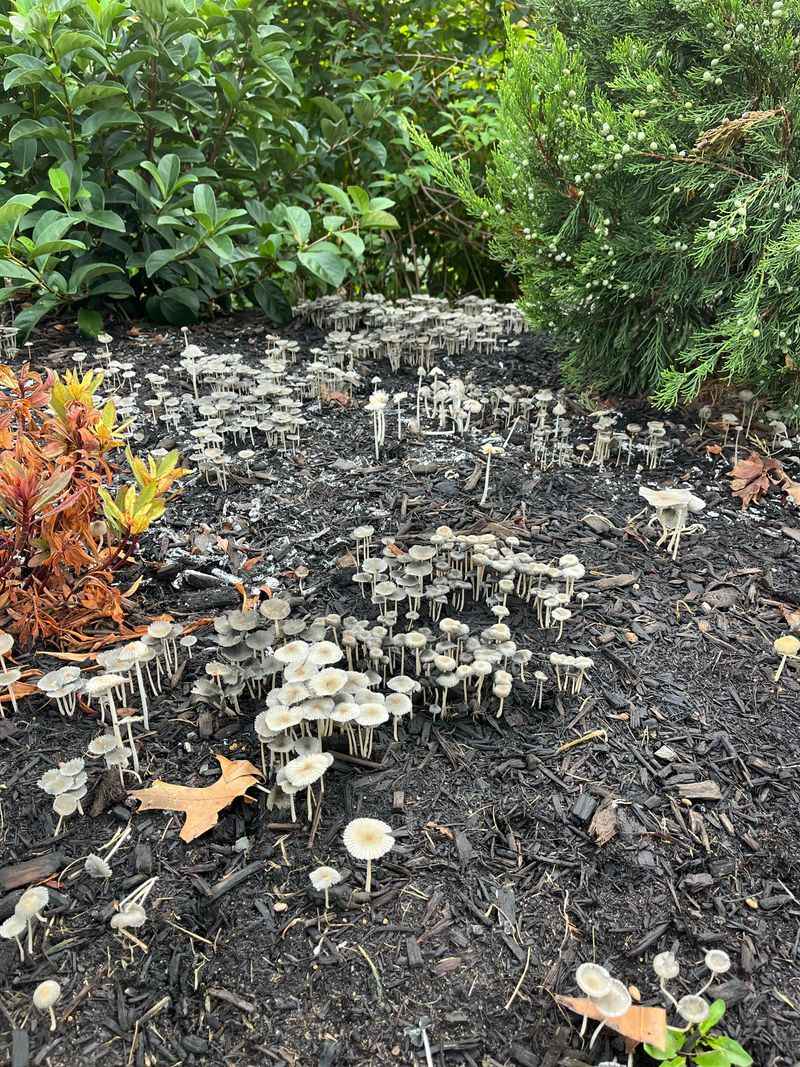 Fruiting Bodies Appear Only Under Right Conditions Fruiting Bodies Appear Only Under Right Conditions