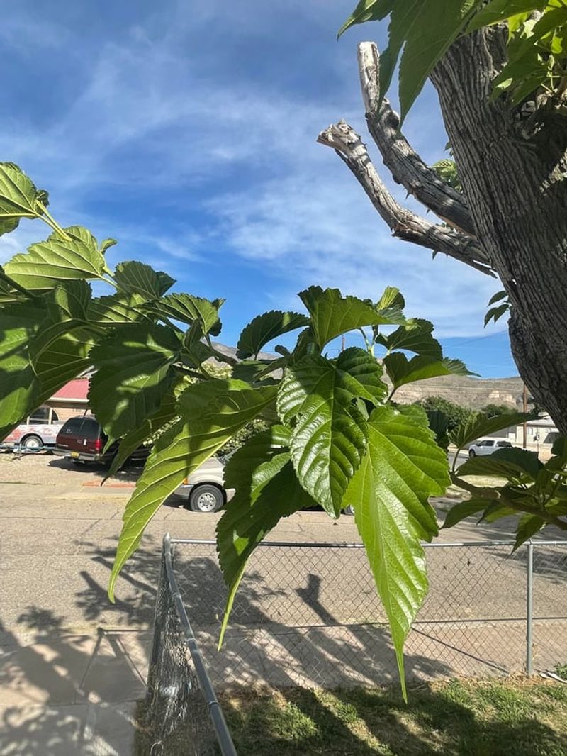 Fruitless Mulberry