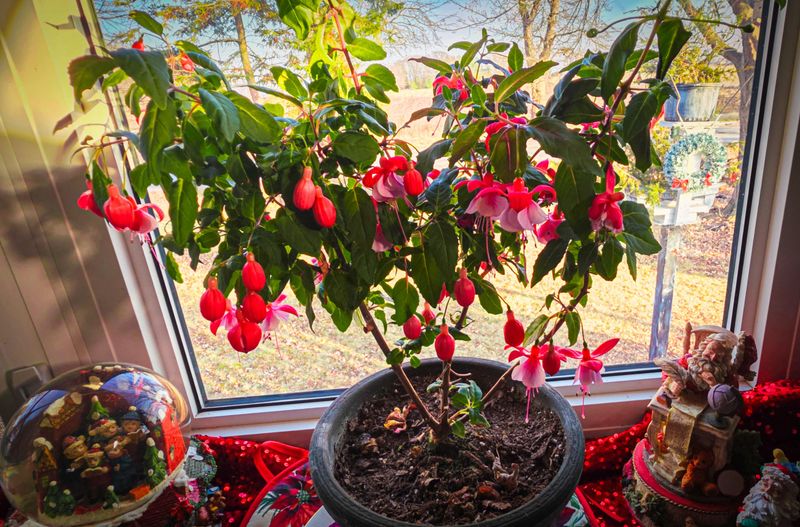 Fuchsias Need A Cooler Indoor Winter Spot Fuchsias Need A Cooler Indoor Winter Spot