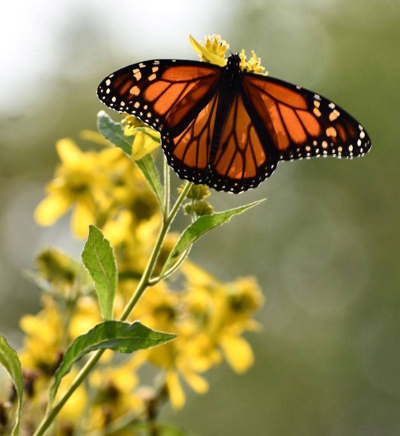 Fuel For Migrating Monarchs Fuel For Migrating Monarchs