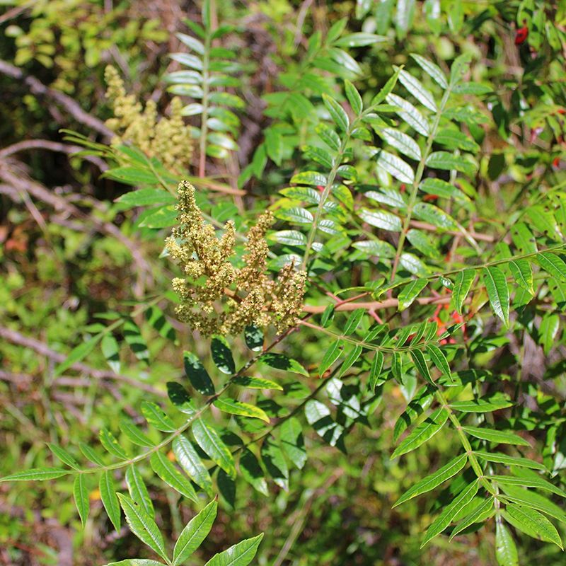 Full Sun Brings Out The Best In This Native Shrub