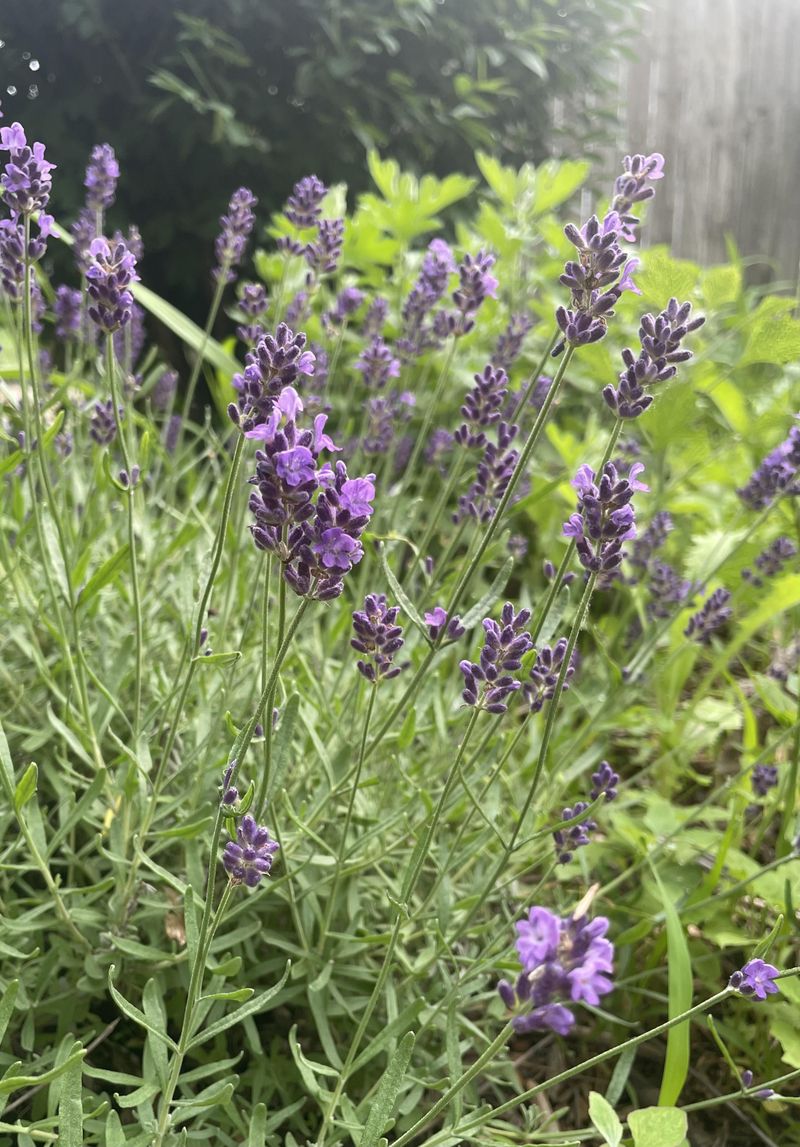 Full Sun Encourages Compact Growth