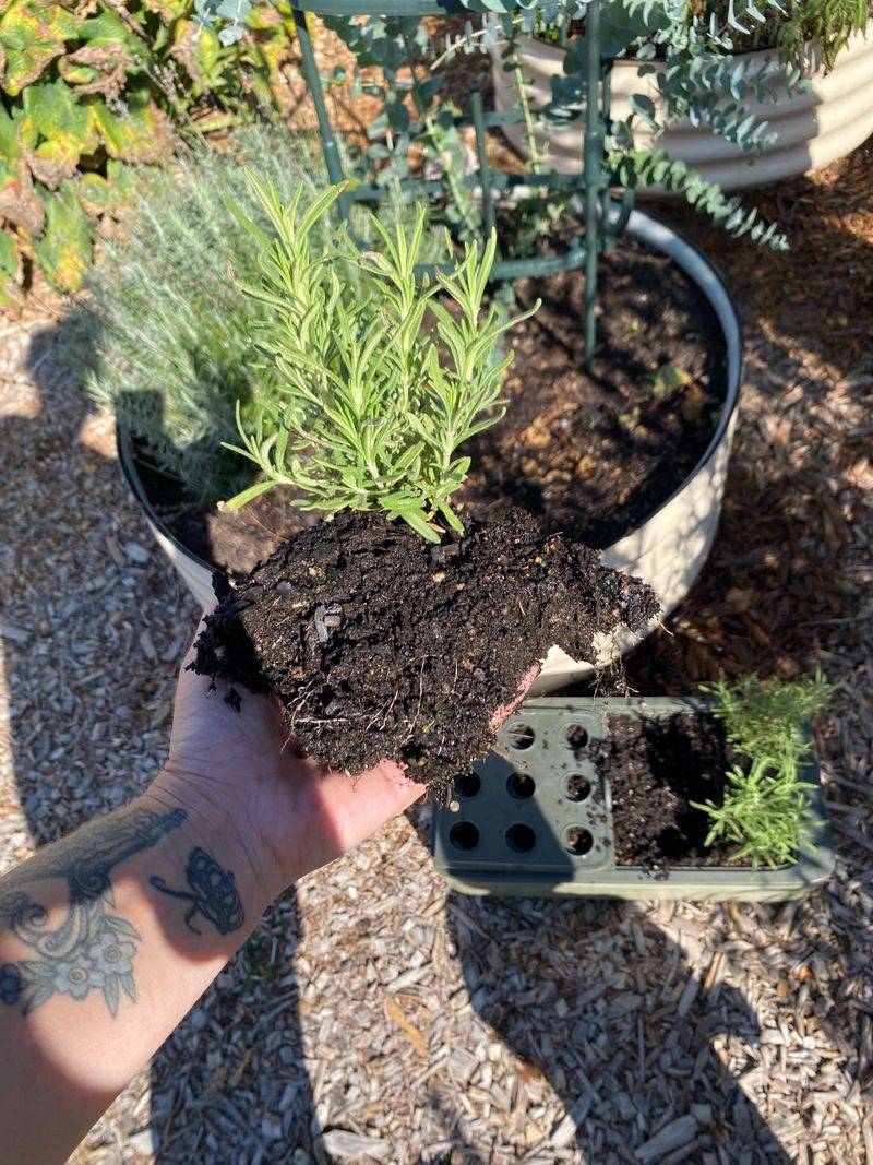 Full Sun Helps Rosemary Thrive Full Sun Helps Rosemary Thrive