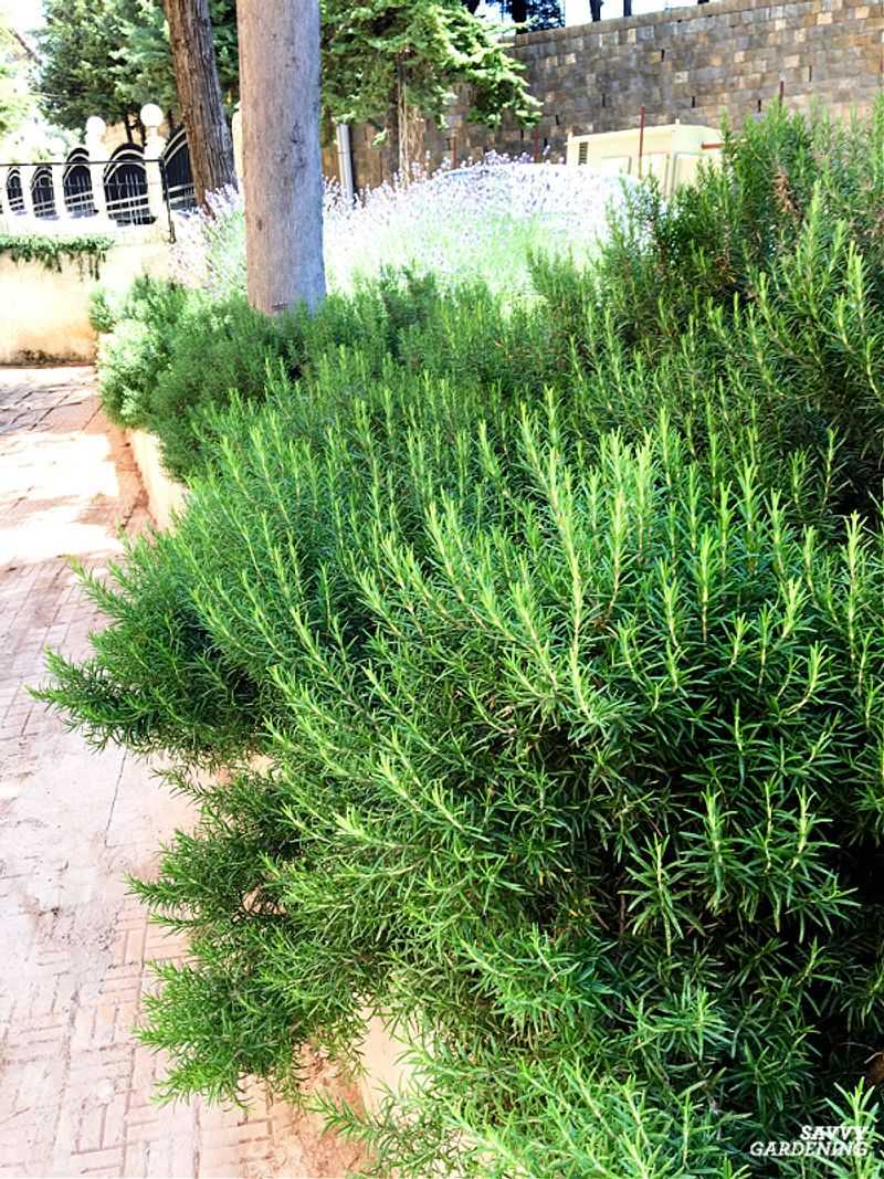 Full Sun Keeps Growth Naturally Compact