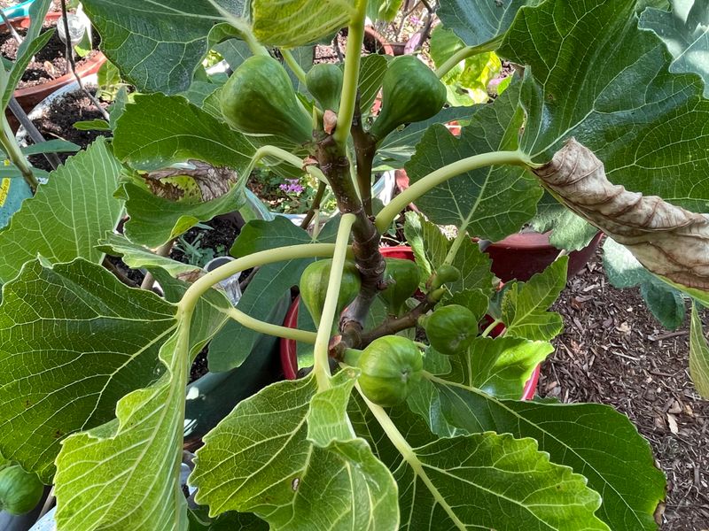 Full Sun Pushes More Fruit Production