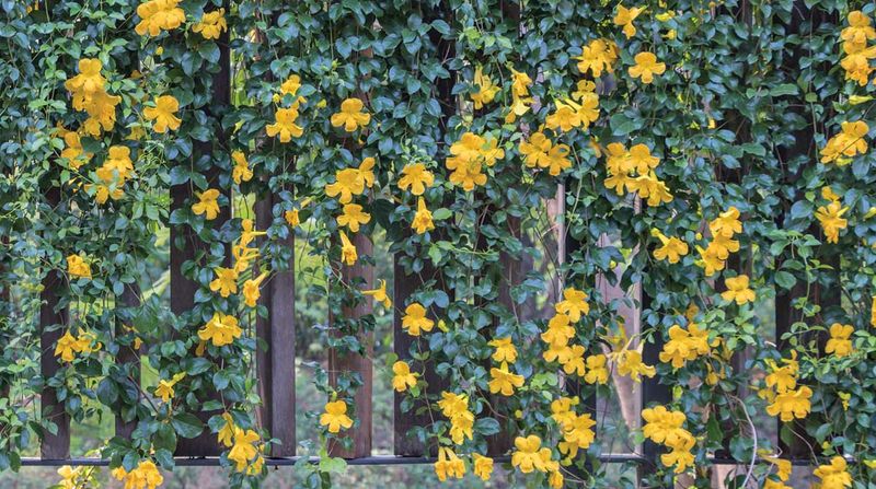 Full sun gives this vine its best chance in the low desert
