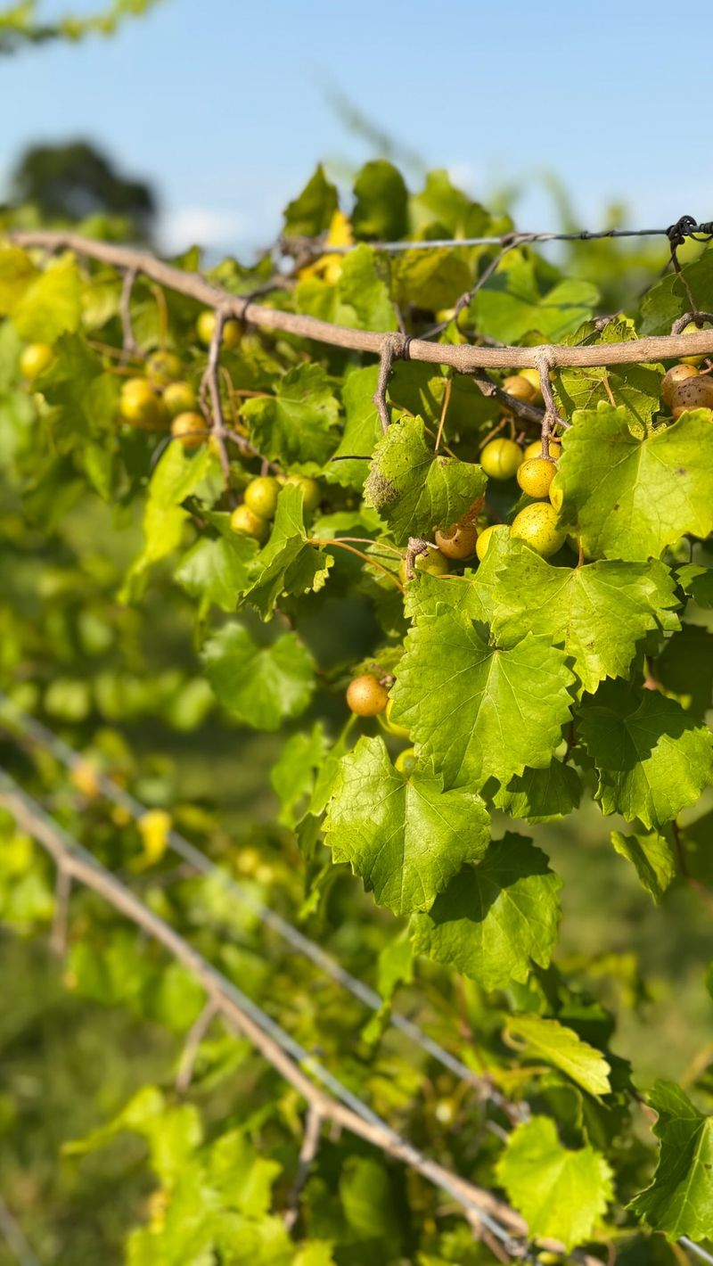 Fully Ripe Muscadines Naturally Fall Fully Ripe Muscadines Naturally Fall