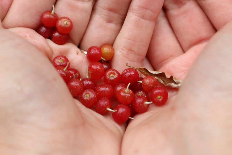 Fully ripe fruit can go into preserves without a frost deadline Fully ripe fruit can go into preserves without a frost deadline
