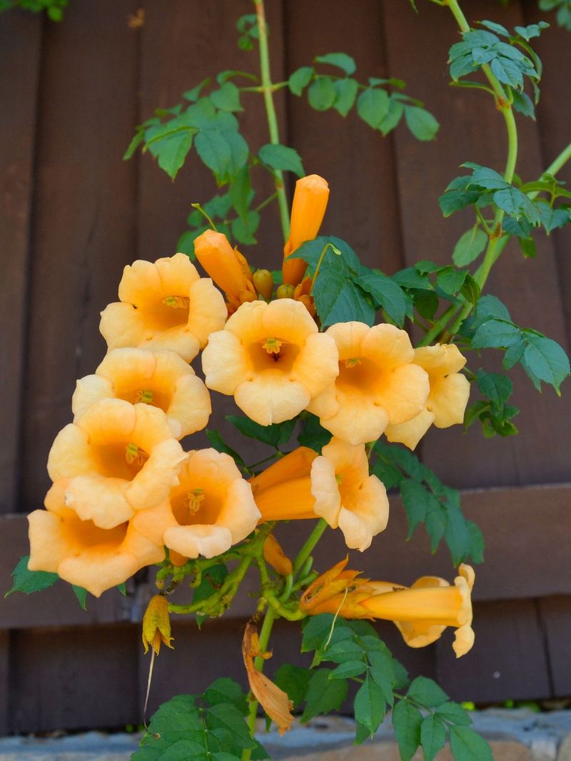 Fun Varieties And Design Ideas For New York Fences