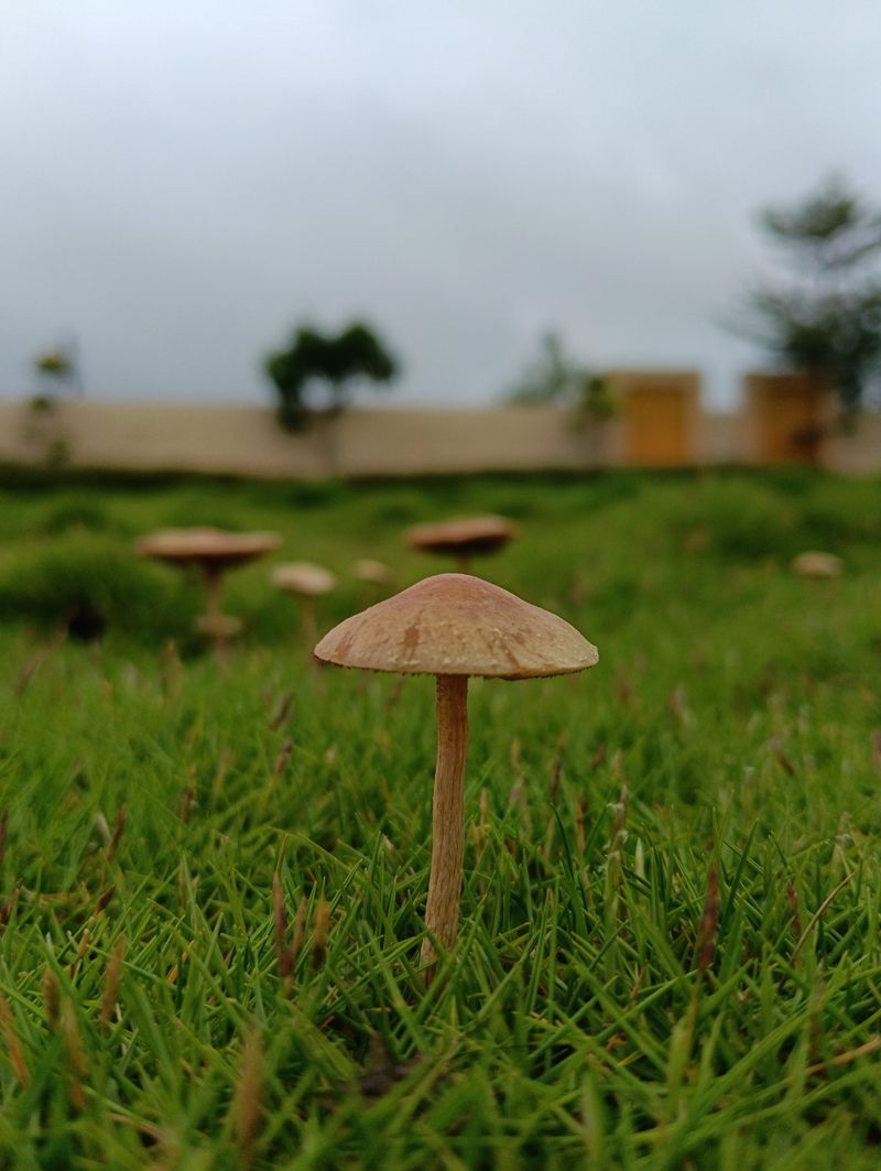 Fungal Circles Spreading In Humid Weather
