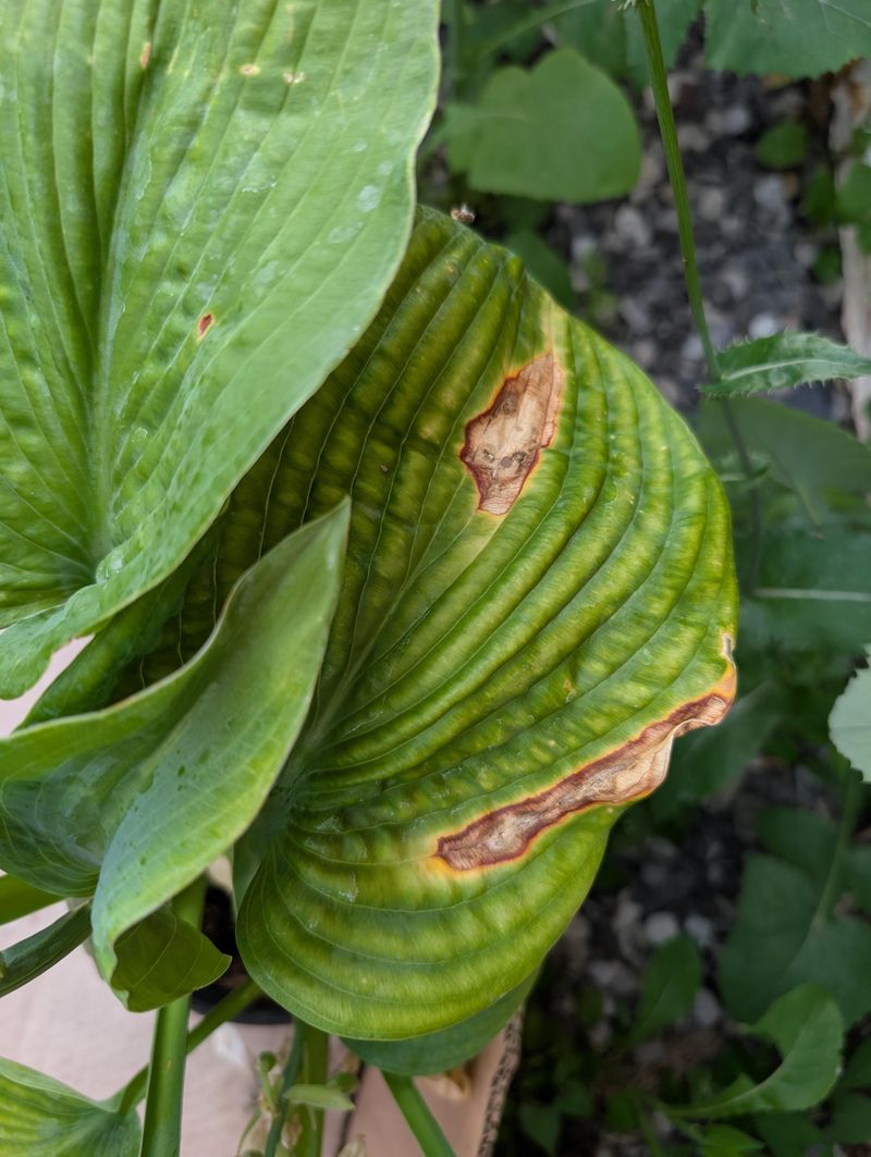 Fungal Diseases Can Create Yellow Spots On Hosta Leaves Fungal Diseases Can Create Yellow Spots On Hosta Leaves