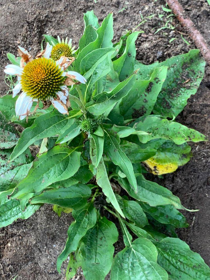 Fungal Leaf Spot Diseases Spreading Upward Fungal Leaf Spot Diseases Spreading Upward
