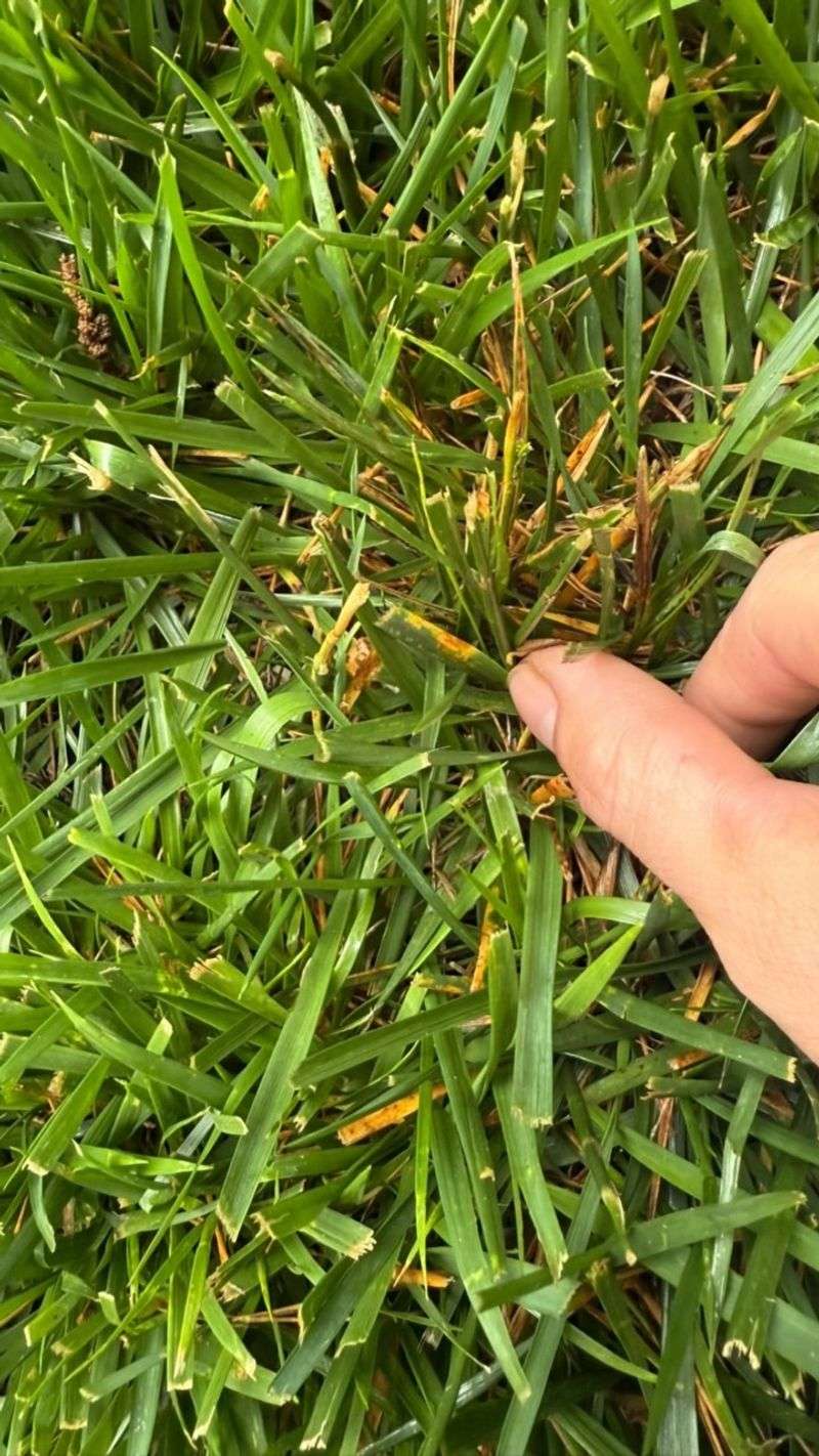 Fungal Patches Fade As Nights Turn Cool