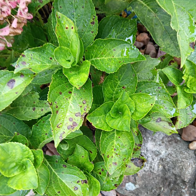 Fungal Spots Sneaking In After Humid Nights