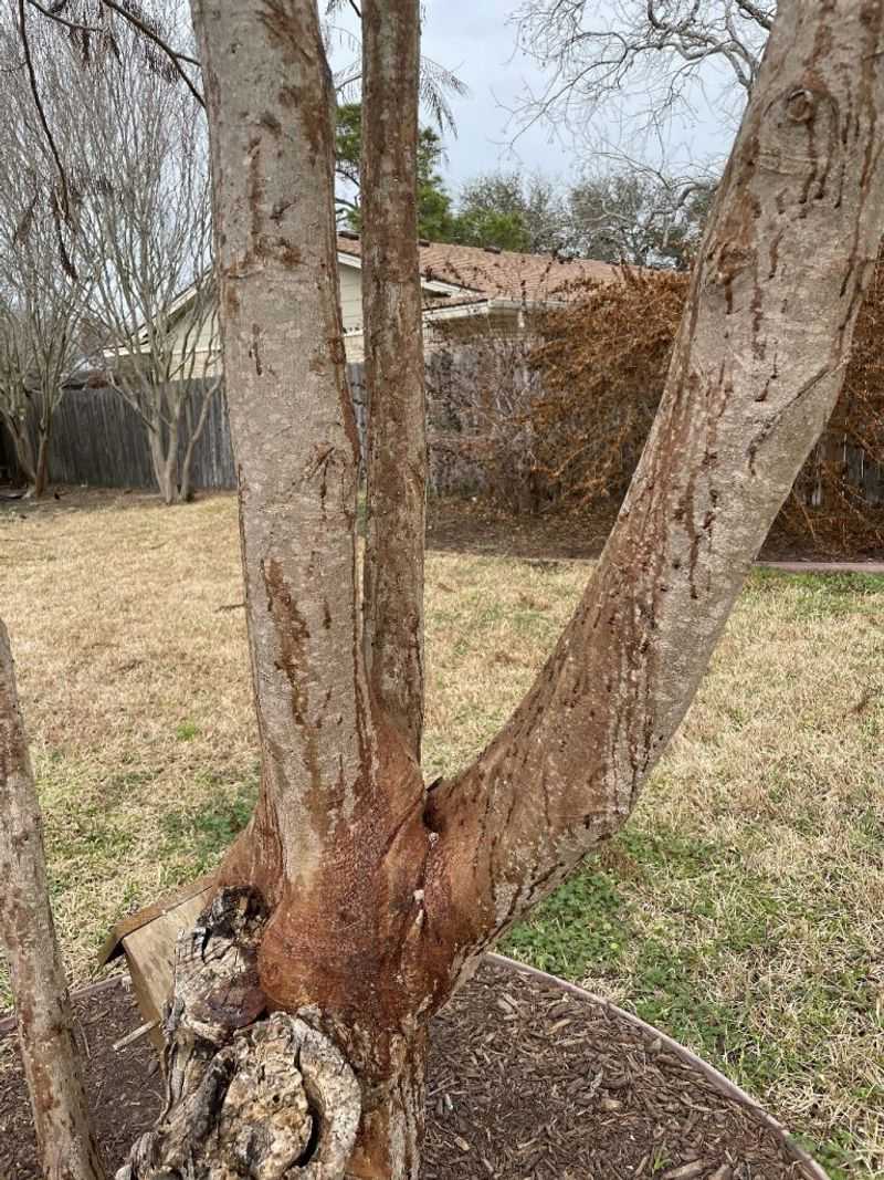 Fungal Wilt Can Cut Its Life Short