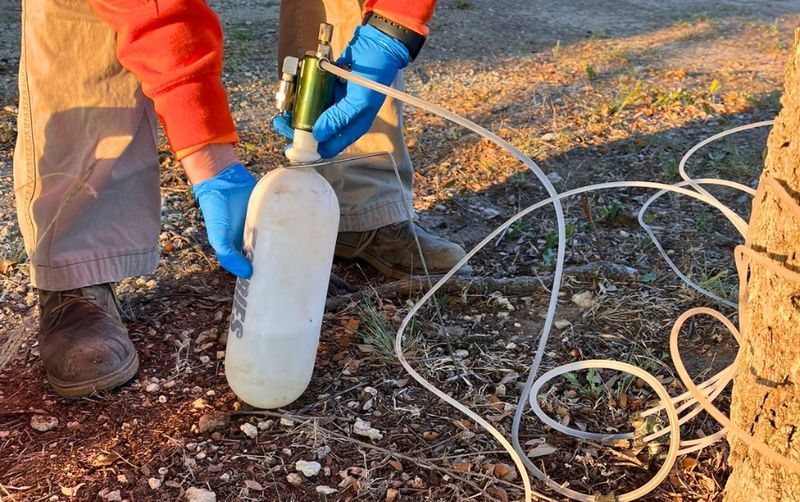 Fungicide Injections From A Certified Arborist