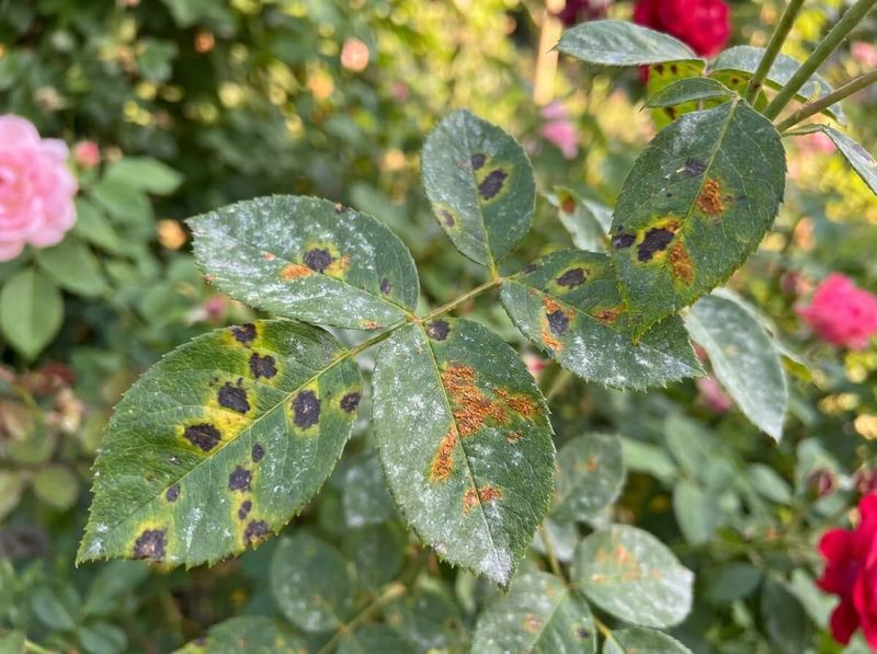 Fungicides Can Protect Healthy Growth When Disease Persists Fungicides Can Protect Healthy Growth When Disease Persists