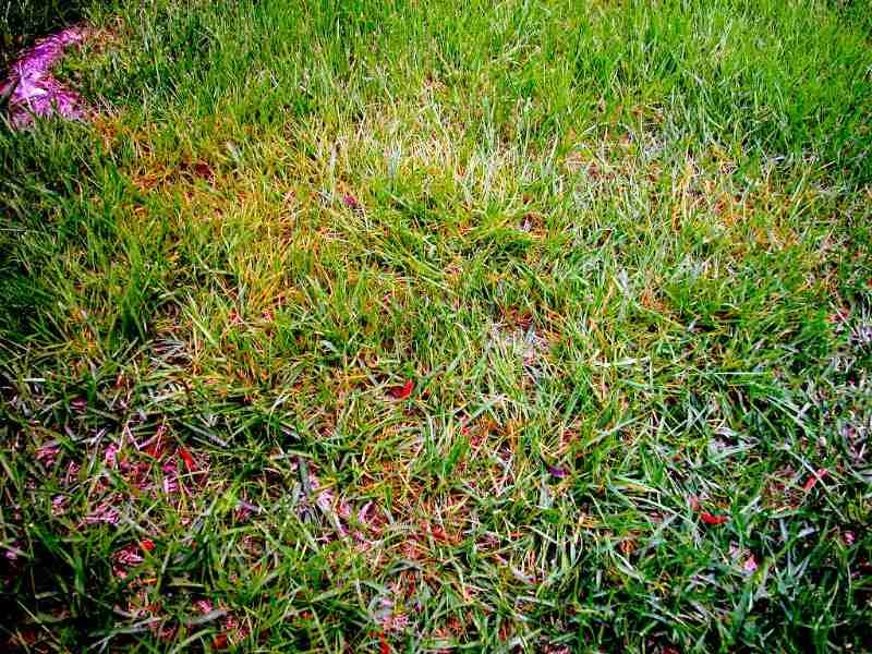 Fungicides Usually Are Not Needed For Typical Lawn Rust