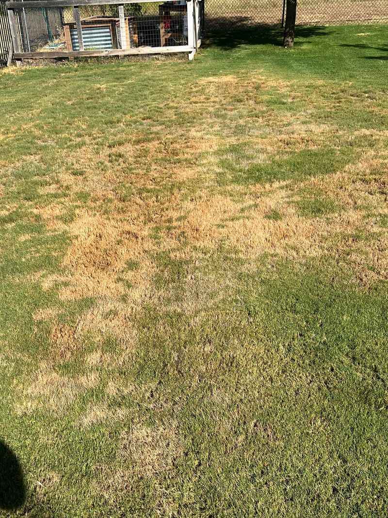 Fungus And Insects Get Blamed On The Weather
