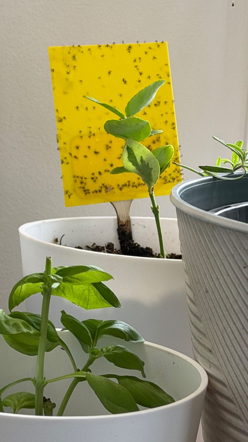 Fungus Gnats And The Damp Soil They Love