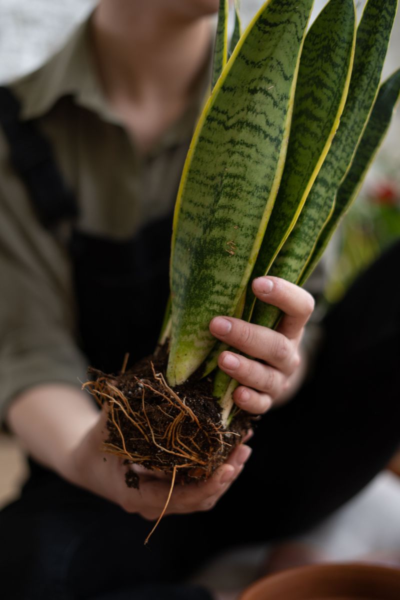 Fungus Gnats Circling Your Snake Plant Soil