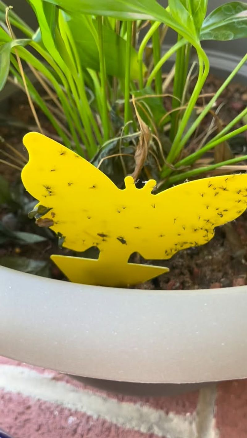 Fungus Gnats Fungus Gnats