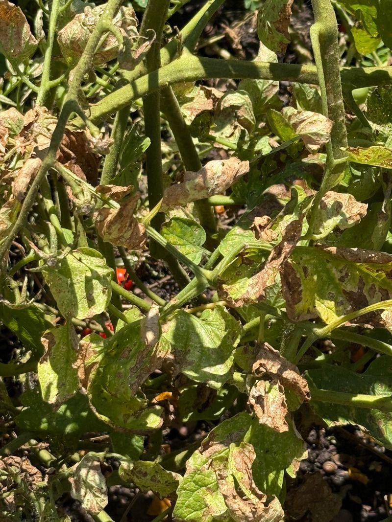 Fusarium Crown Rot In The Soil