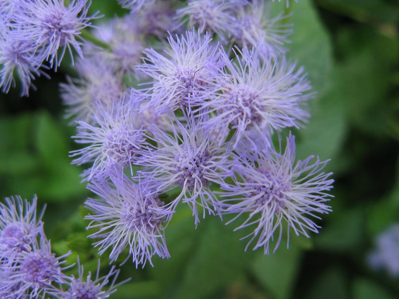 Fuzzy Blue Blooms Arrive Right On Cue