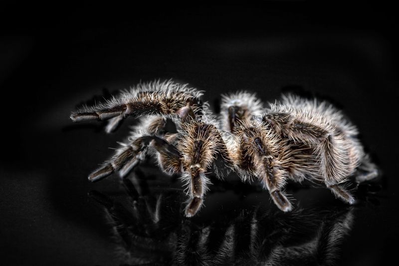 Fuzzy, Slow, And Far Less Scary Than Rumored Fuzzy, Slow, And Far Less Scary Than Rumored