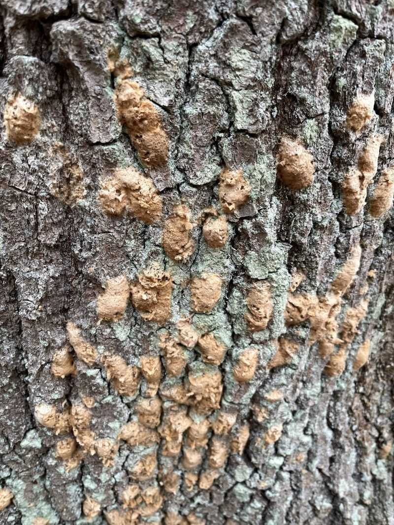 Fuzzy Tan Egg Masses Are The Giveaway Fuzzy Tan Egg Masses Are The Giveaway