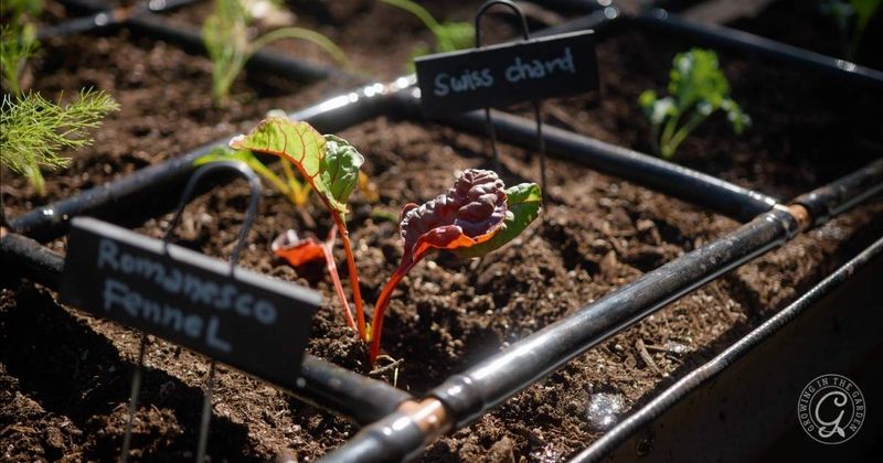 Gain Time With Hardened Transplants and Prepared Soil Gain Time With Hardened Transplants and Prepared Soil