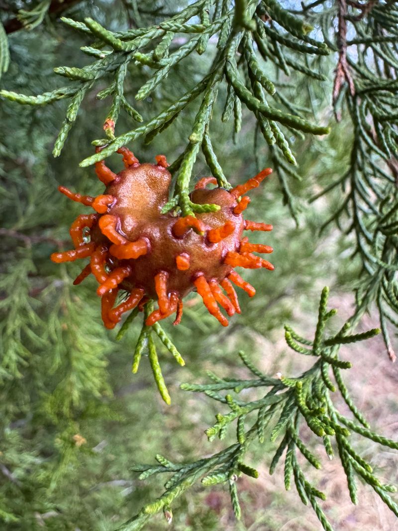 Galls Look Like Tiny Woody Knots