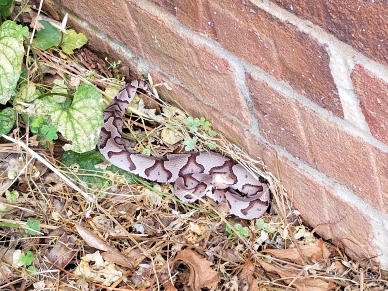 Gaps Around Sheds And Foundations Give Copperheads Access To Shelter Gaps Around Sheds And Foundations Give Copperheads Access To Shelter